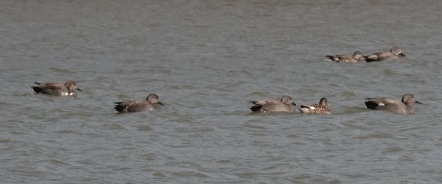 Gadwall - ML570011421