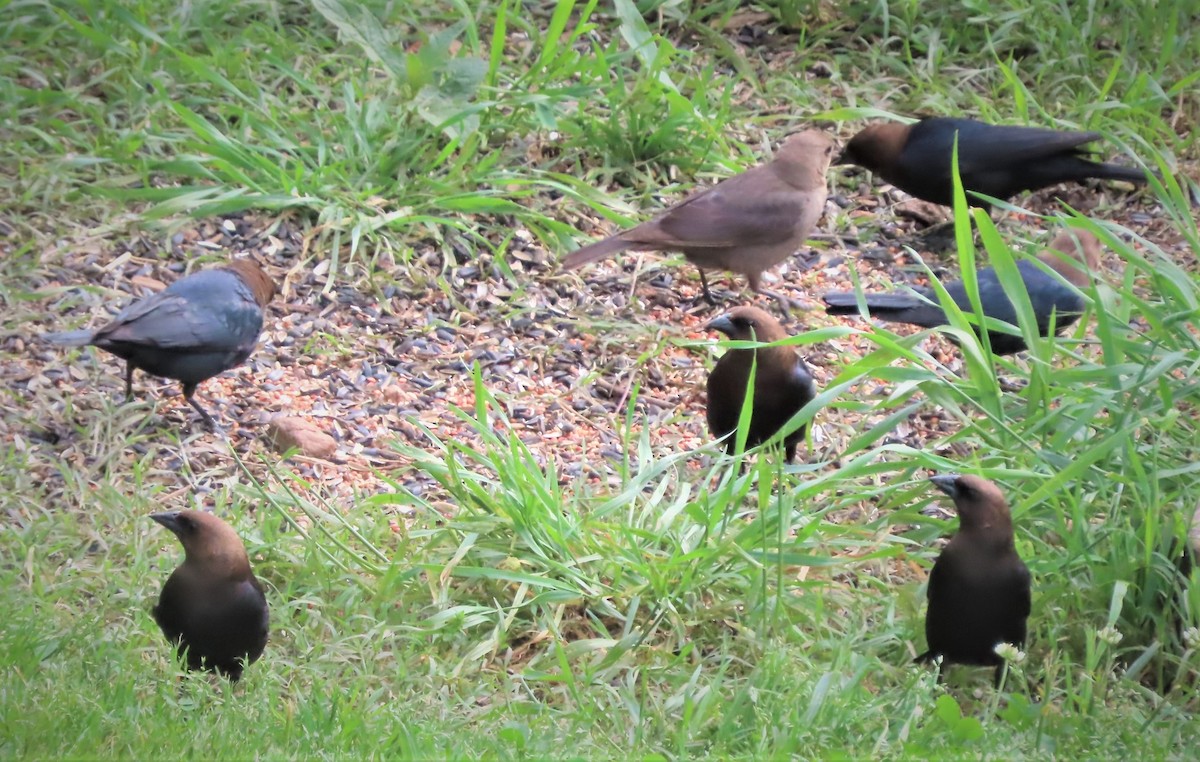 Brown-headed Cowbird - ML570011711