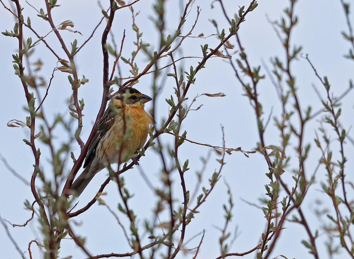 Black-headed Grosbeak - ML570012271