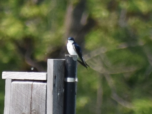 Tree Swallow - ML570013031