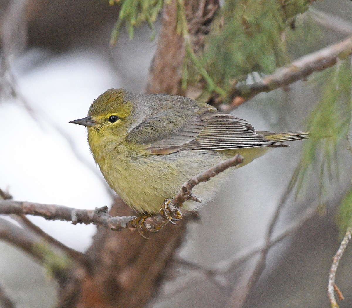 Orange-crowned Warbler - ML570014931