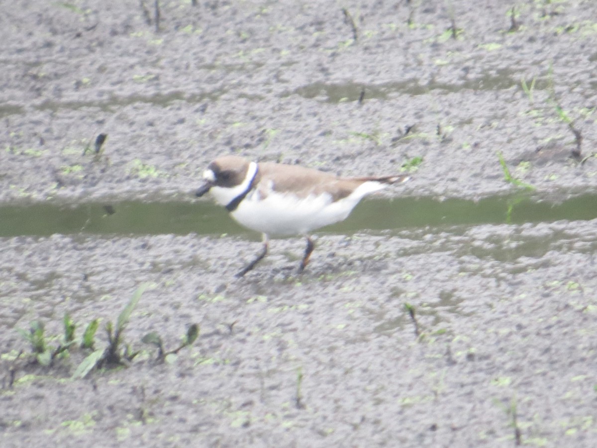 Semipalmated Plover - ML570014971