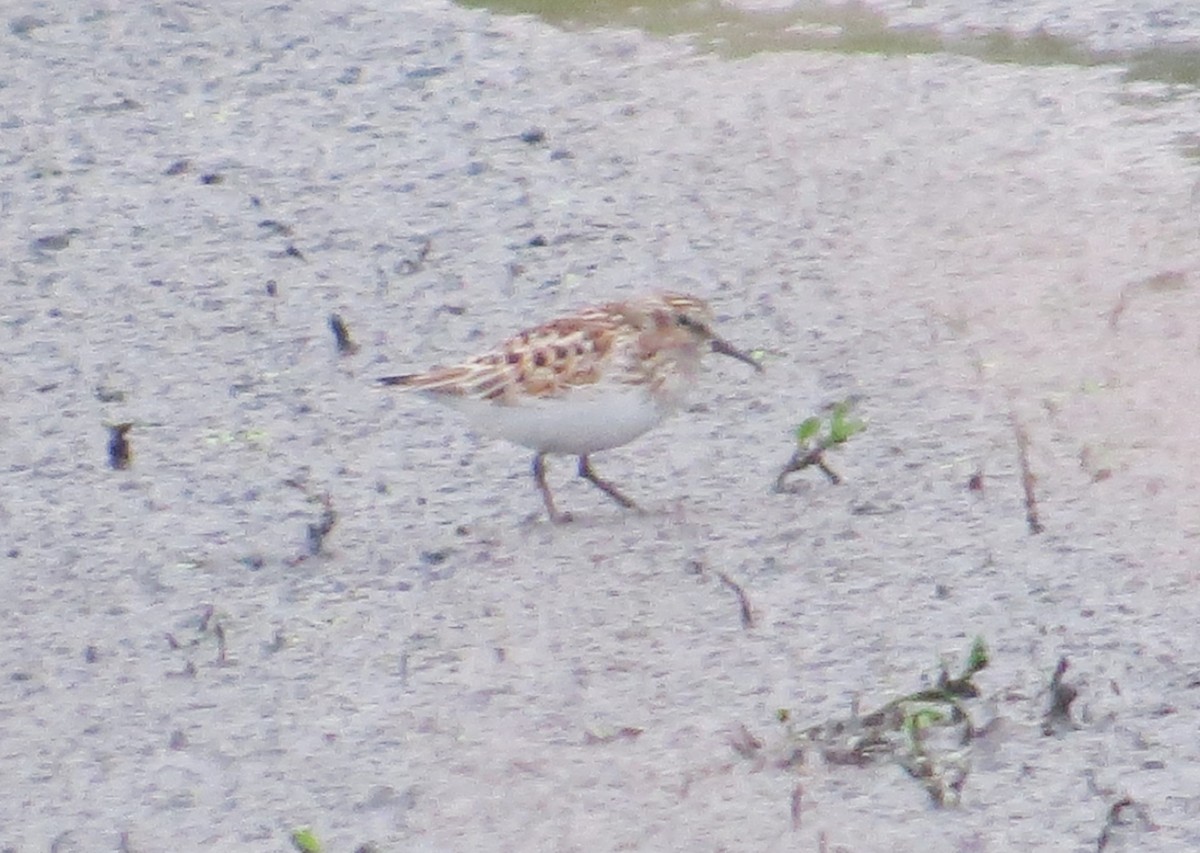 pygmésnipe - ML570015081