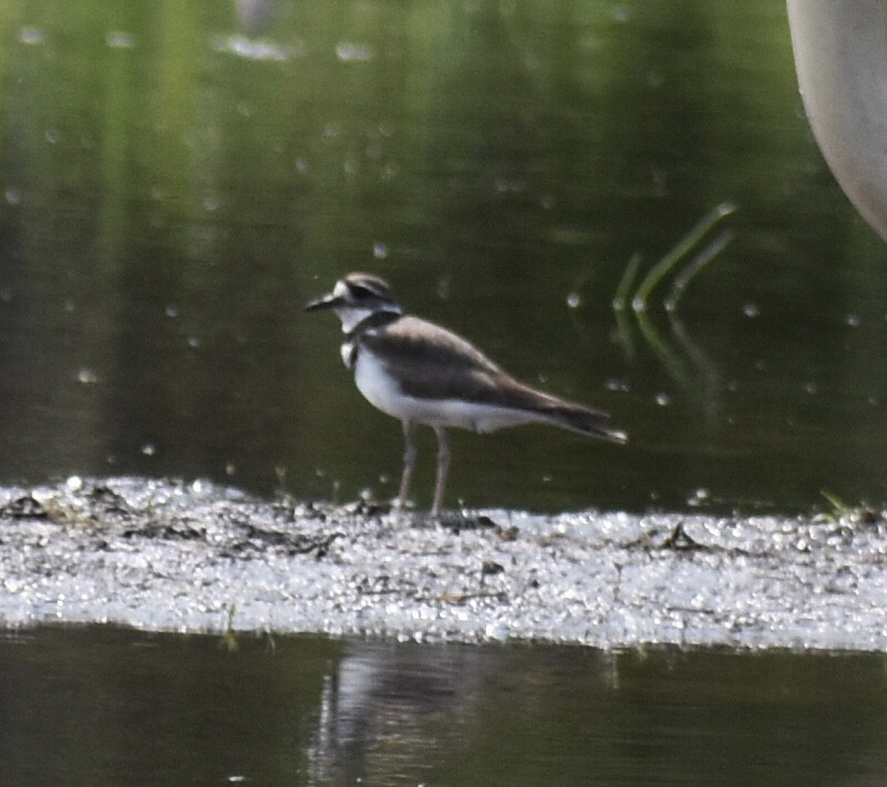 Killdeer - ML570015361