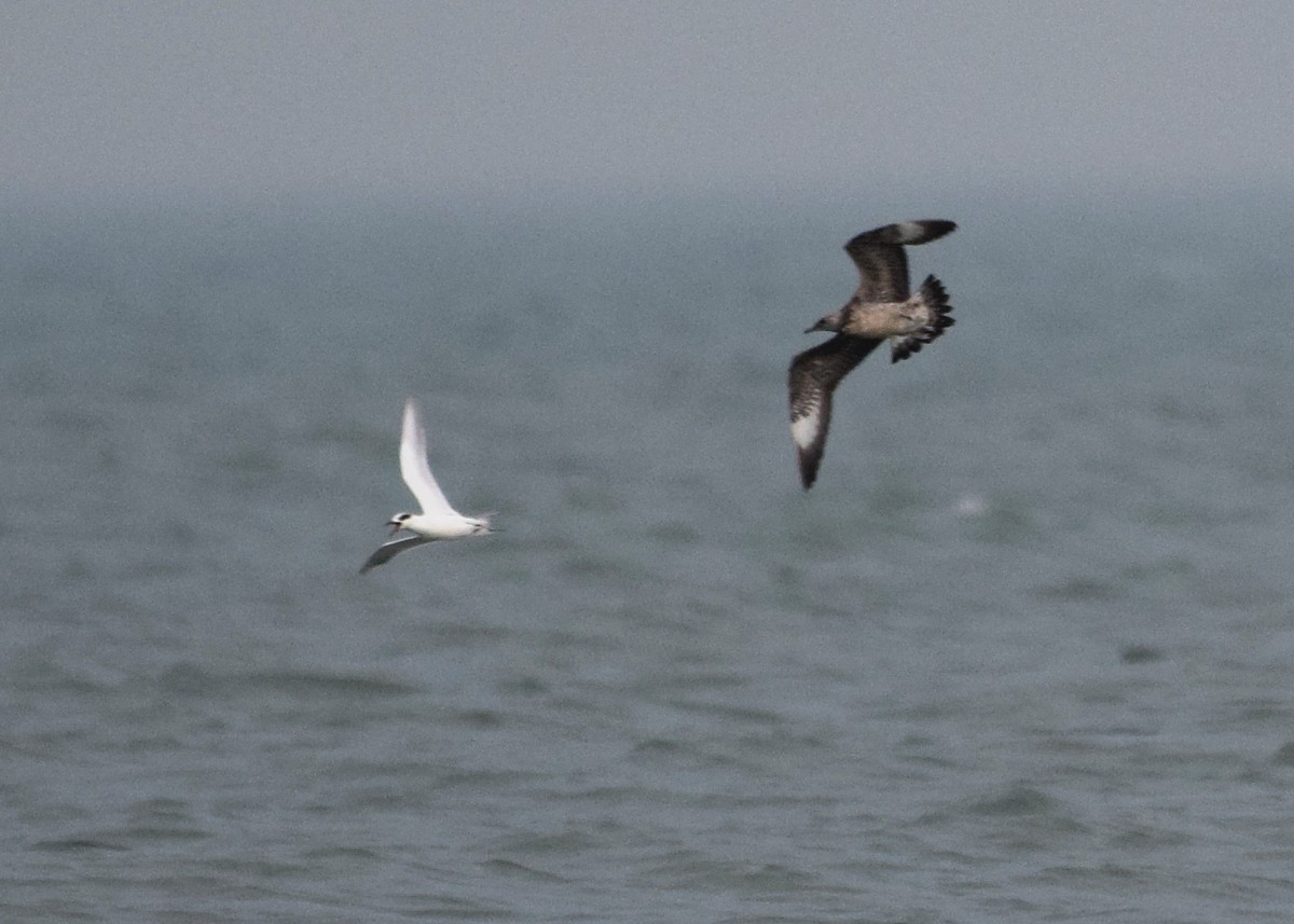 Parasitic Jaeger - Renee Rusk