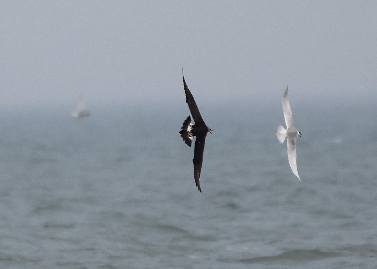 Parasitic Jaeger - Renee Rusk