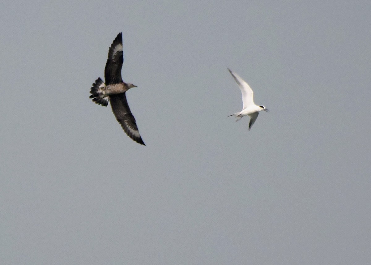 Parasitic Jaeger - ML570015761