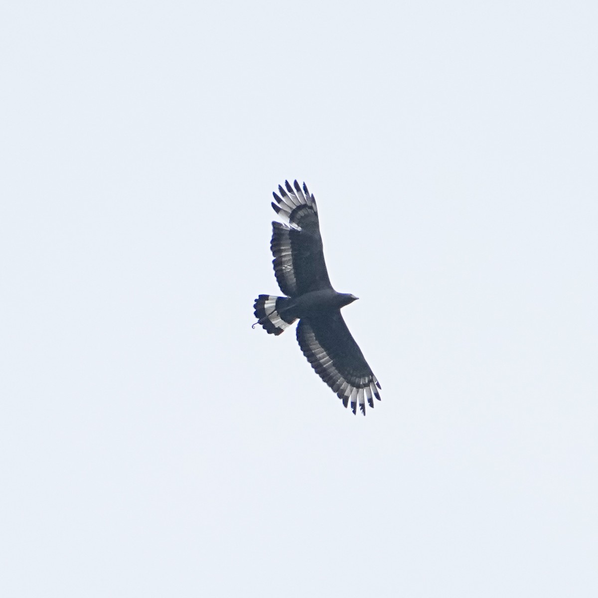 Crested Serpent-Eagle (Crested) - ML570015801