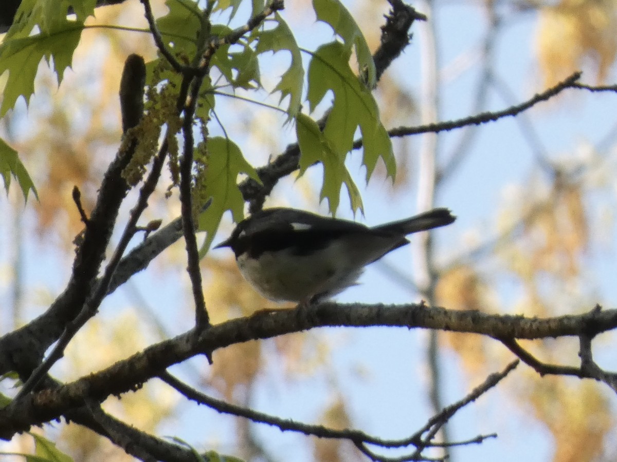 Black-throated Blue Warbler - ML570016191
