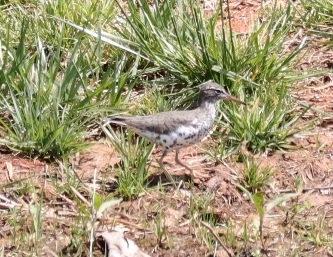 Spotted Sandpiper - ML570017361