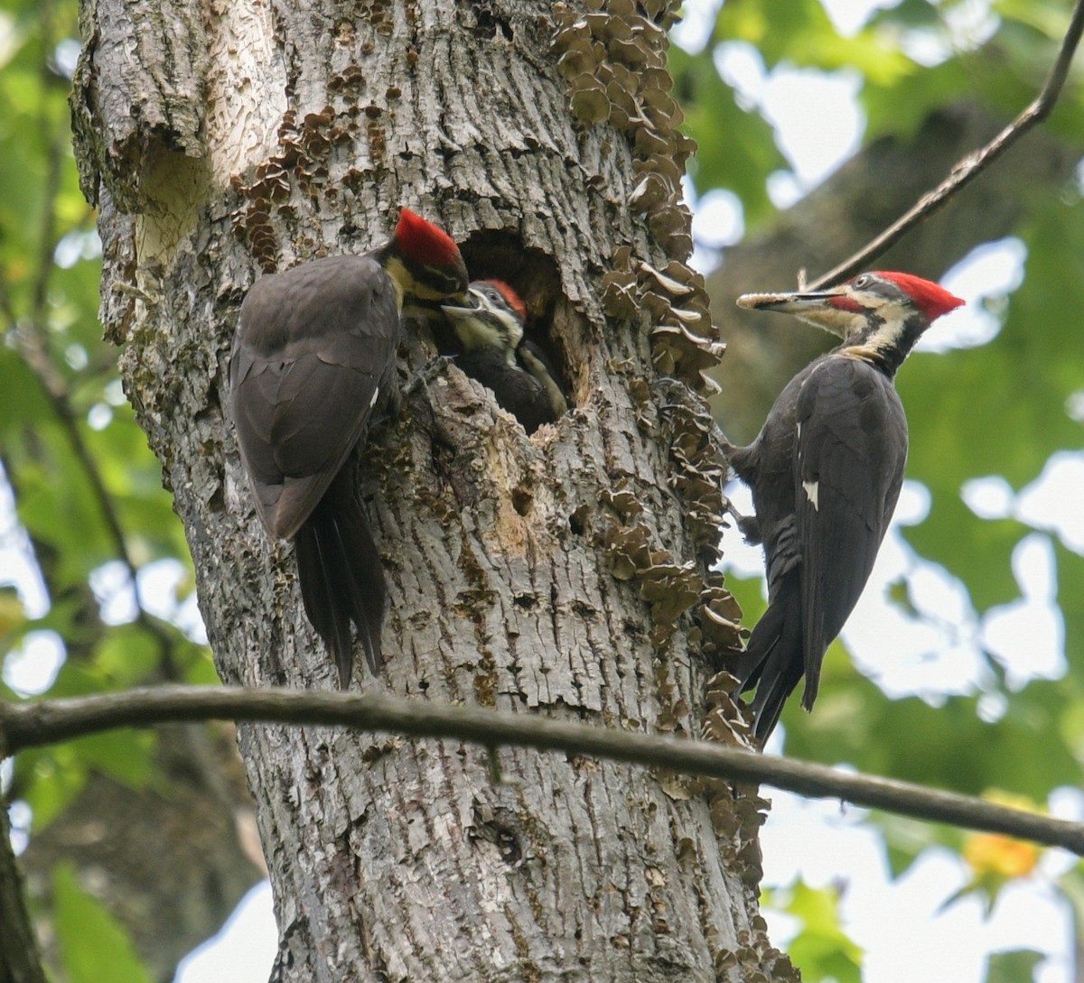 Pileated Woodpecker - Margaret Poethig