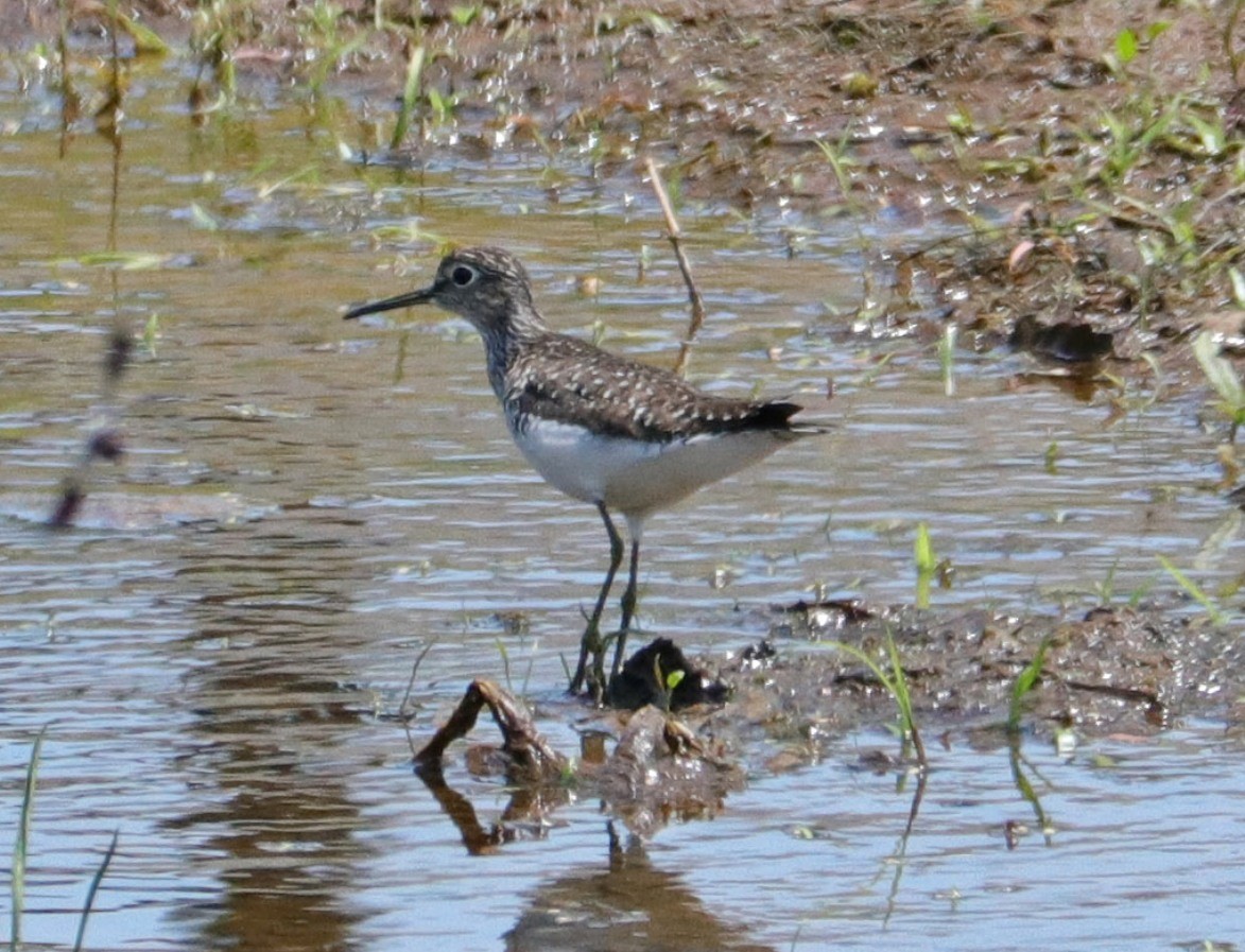 Solitary Sandpiper - ML570017581