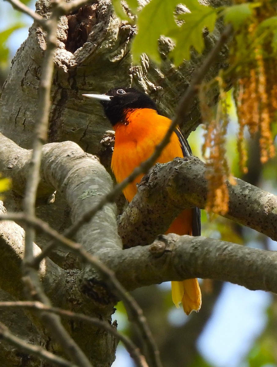 Baltimore Oriole - Jennifer Wilson-Pines