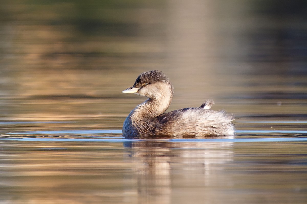 Hoary-headed Grebe - ML570018611