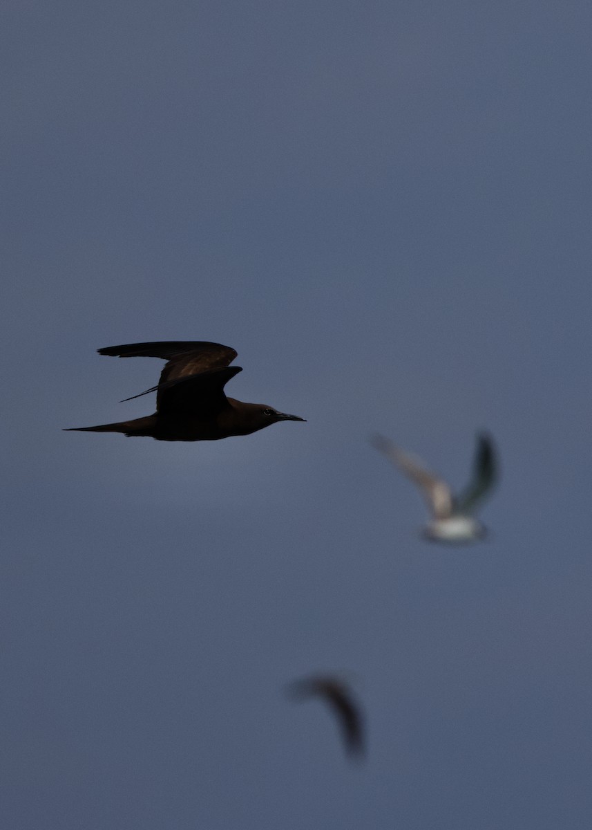 Brown Noddy - ML570018761