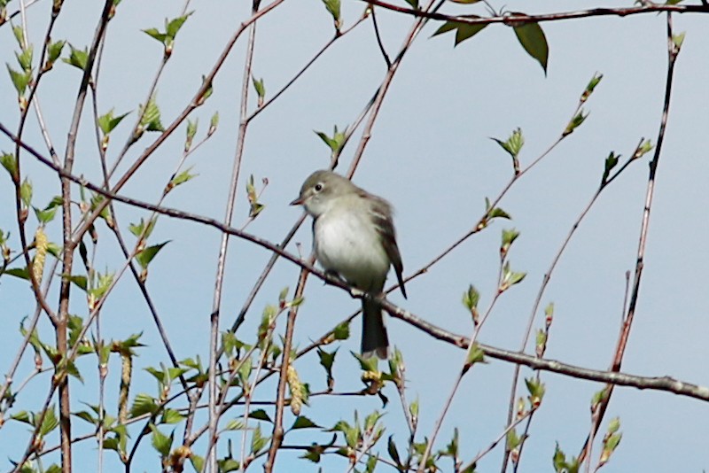 Alder/Willow Flycatcher (Traill's Flycatcher) - ML570019681