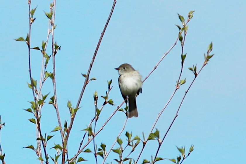 Alder/Willow Flycatcher (Traill's Flycatcher) - ML570019691