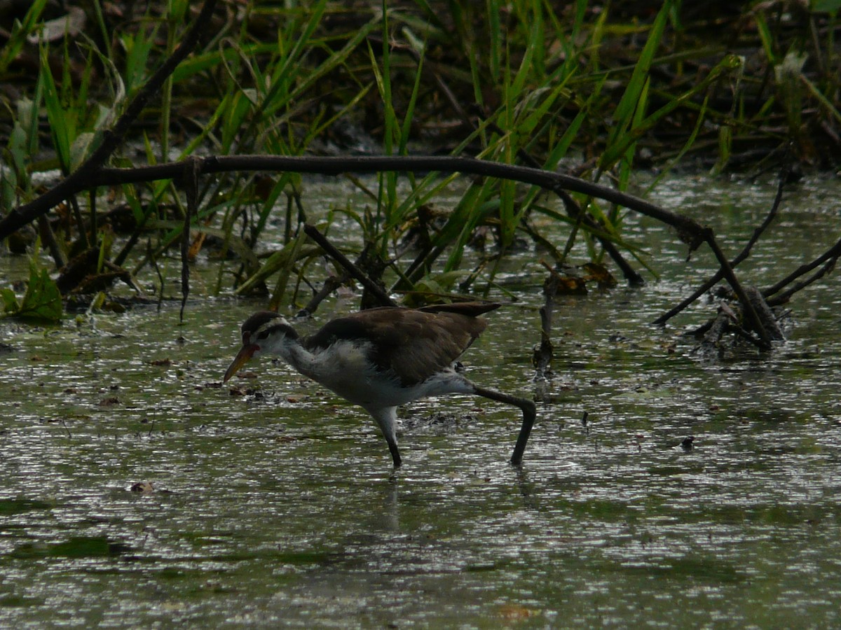 Wattled Jacana - ML570020151