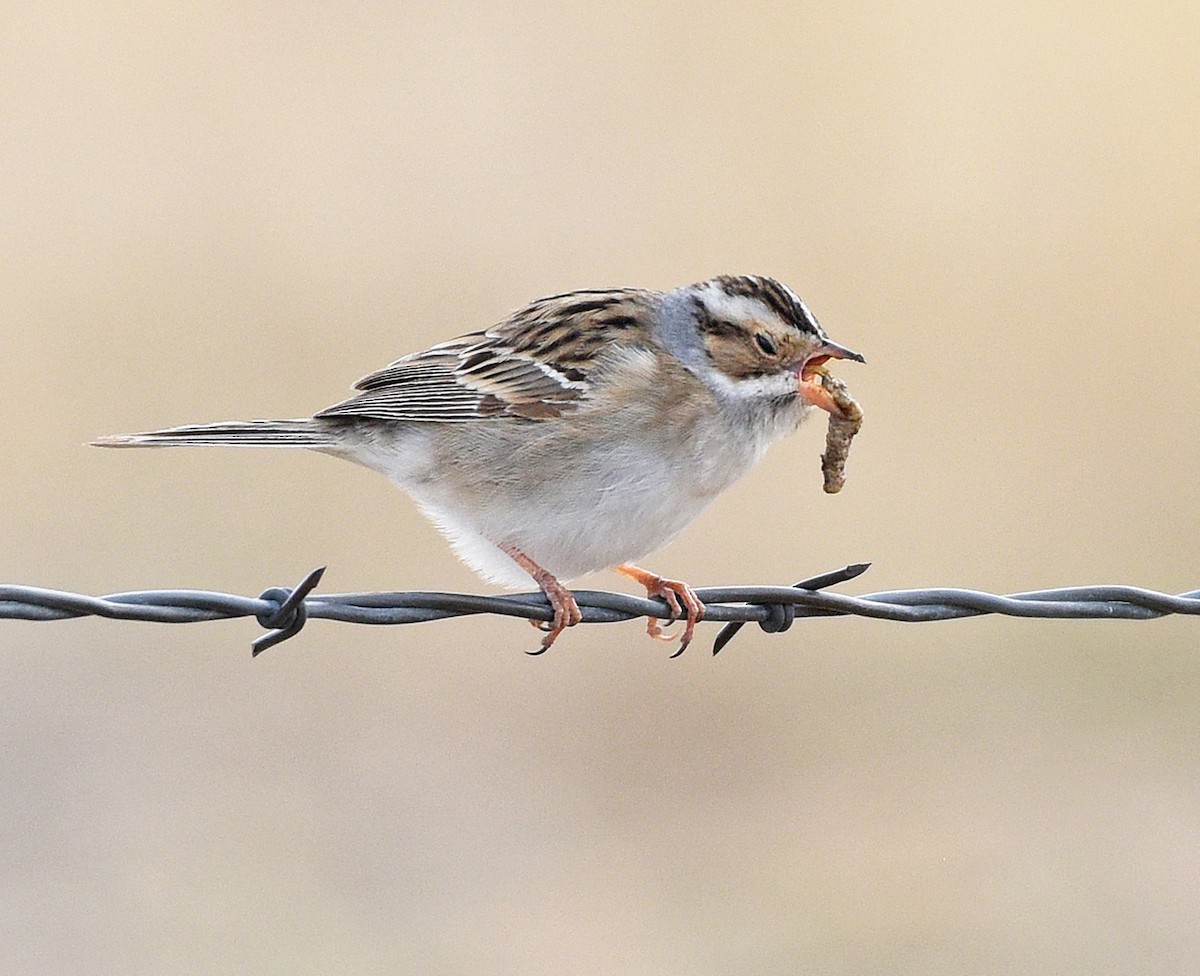 Clay-colored Sparrow - ML570020901