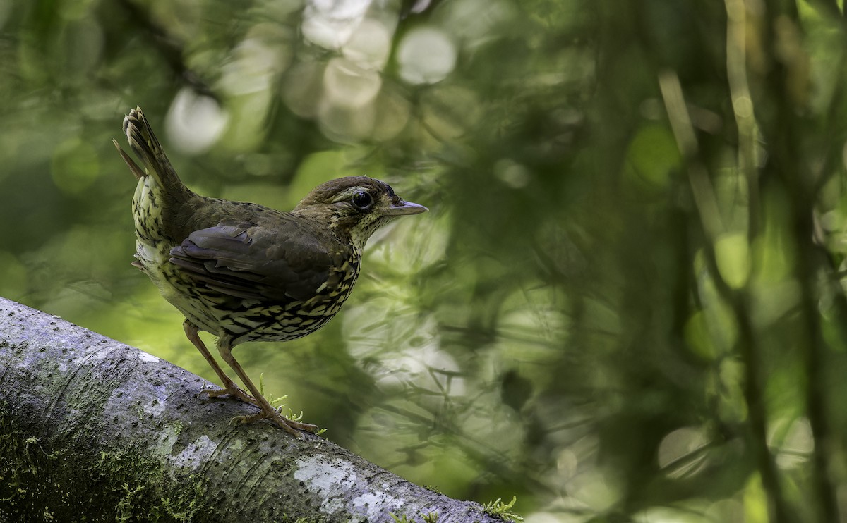 Short-tailed Antthrush - ML570021771