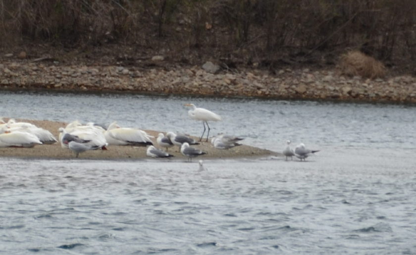 Great Egret - ML570022141