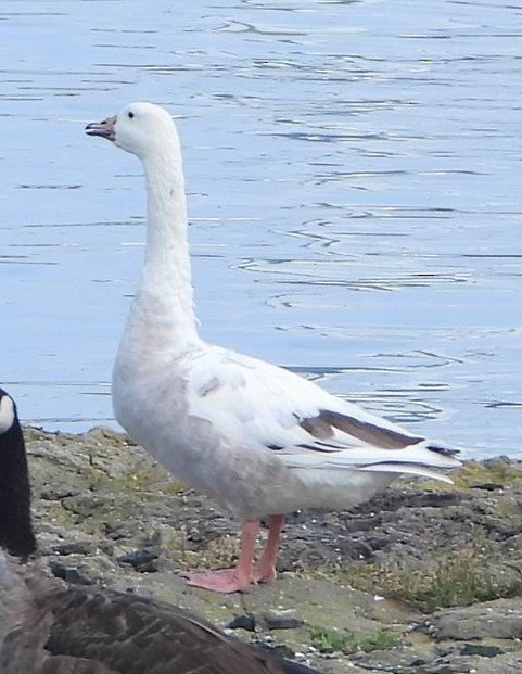 Domestic goose sp. x Canada Goose (hybrid) - Nico | Little Ground-jay🦢