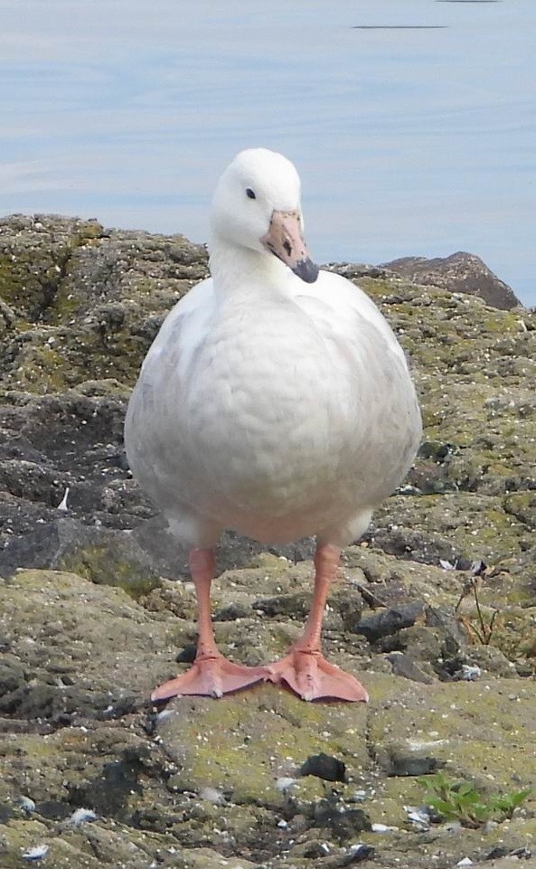 Domestic goose sp. x Canada Goose (hybrid) - Nico | Little Ground-jay🦢