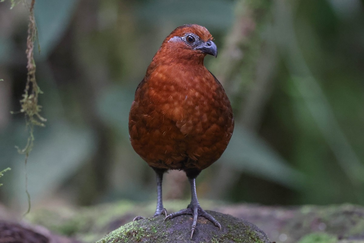 Chestnut Wood-Quail - Allison Miller