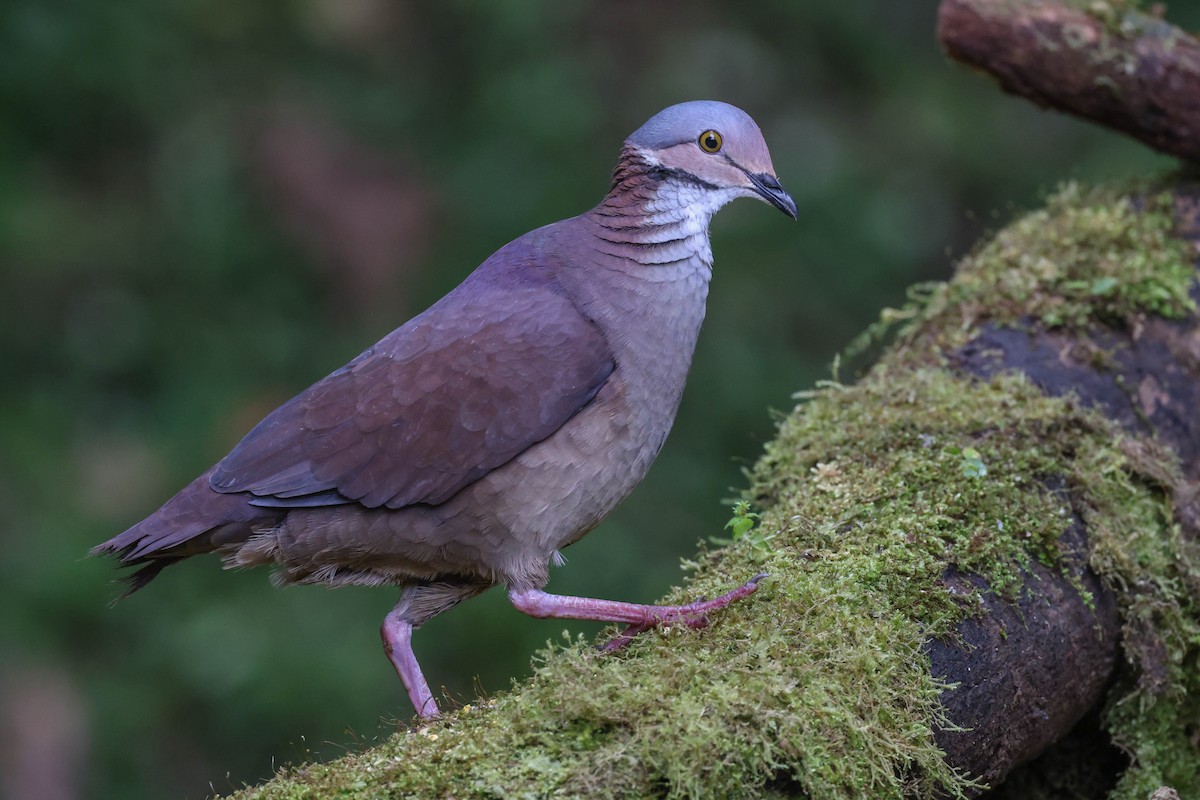 White-throated Quail-Dove - ML570022621