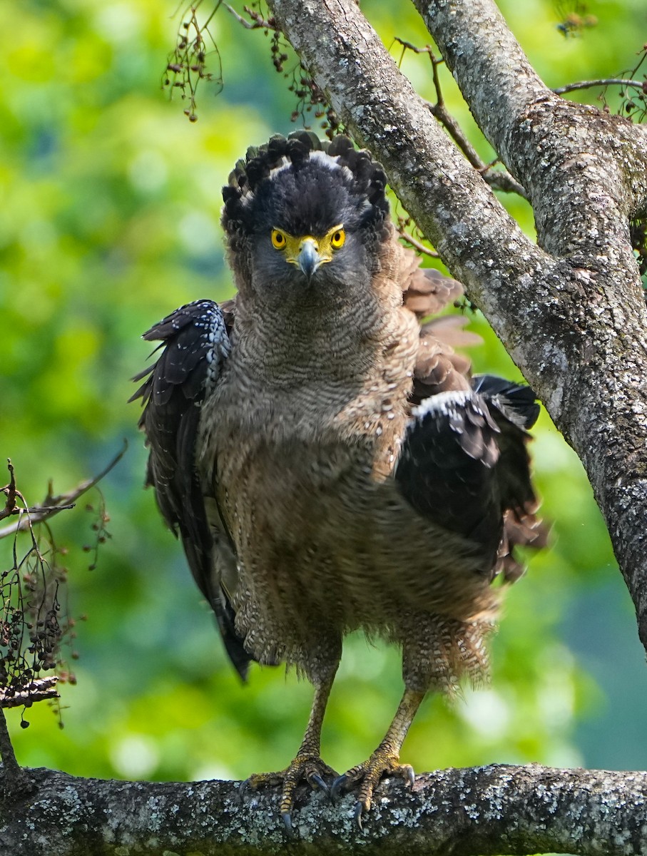 Crested Serpent-Eagle - Tom Cho