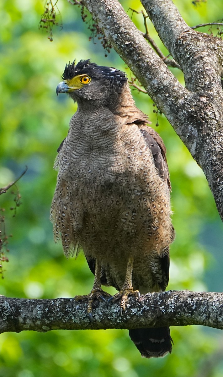 Haubenschlangenadler - ML570022771