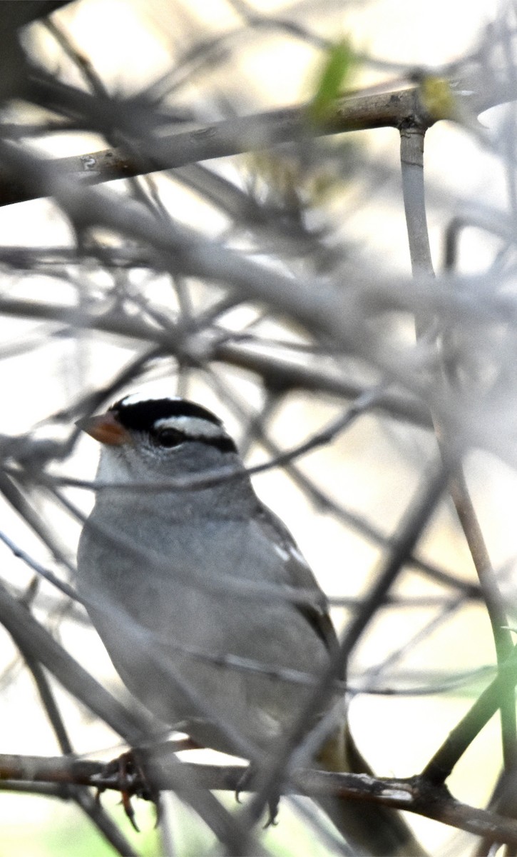 White-crowned Sparrow - ML570022921