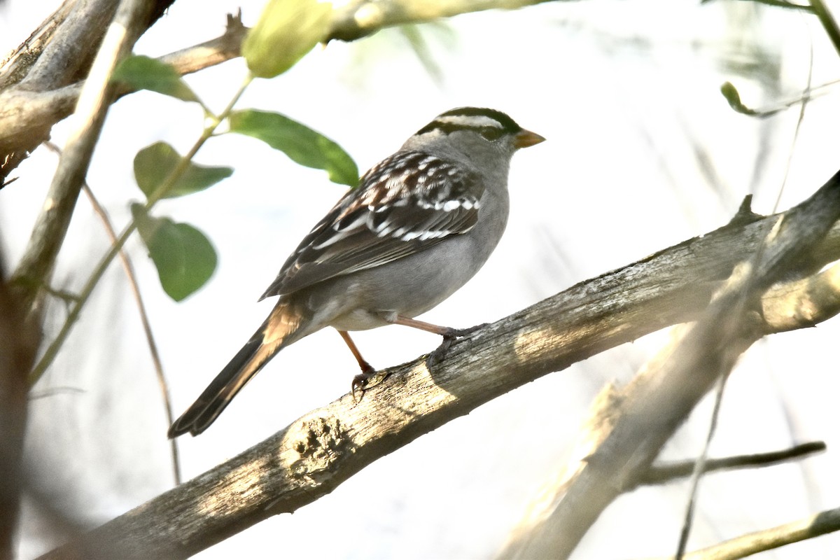 White-crowned Sparrow - ML570022931