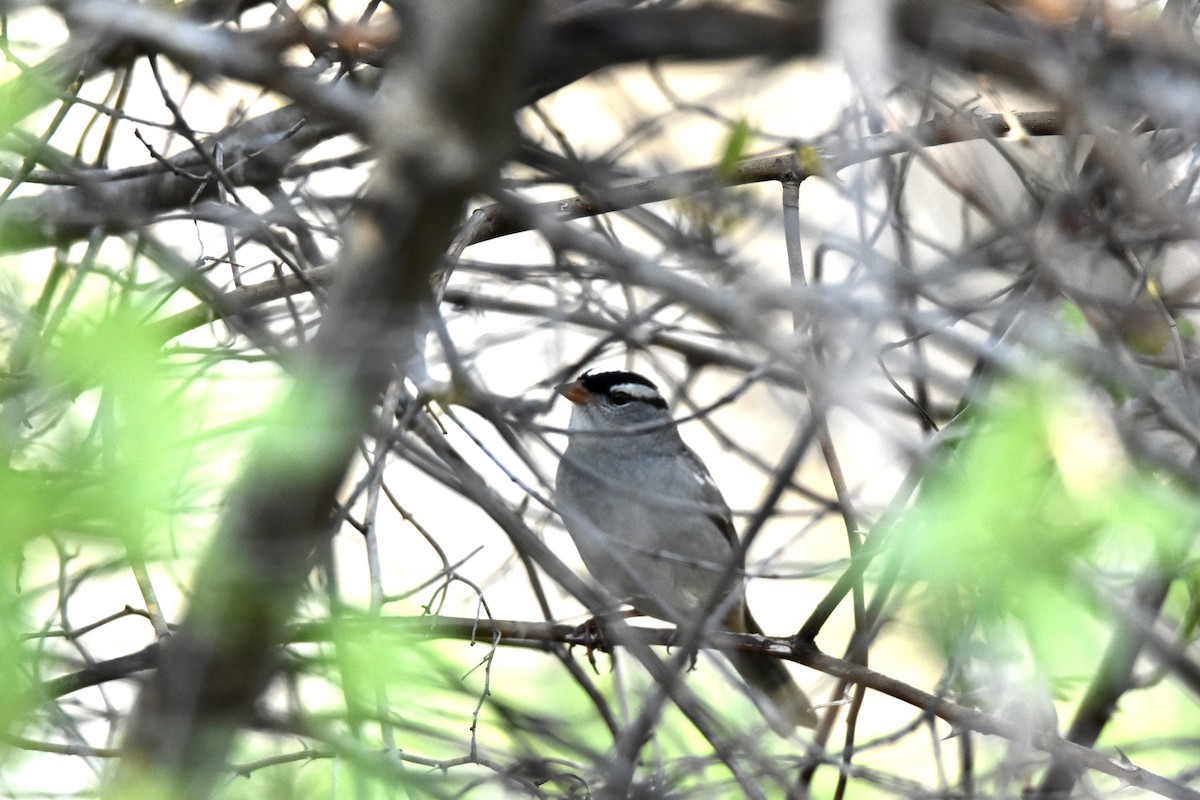 White-crowned Sparrow - ML570022951