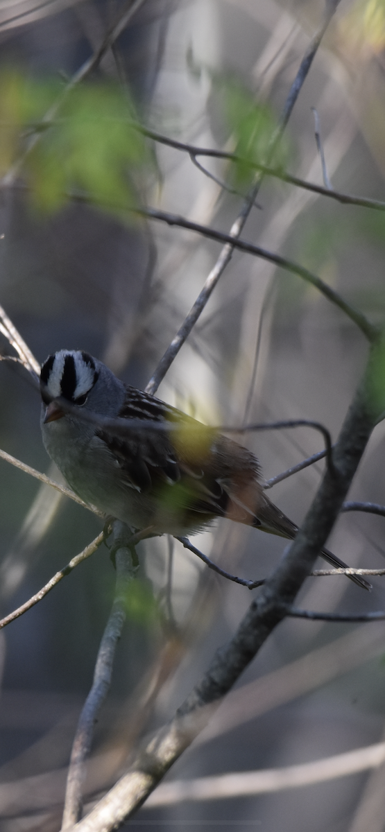 White-crowned Sparrow - ML570022961