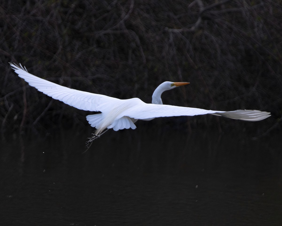 Great Egret - Krystyn Scrbic