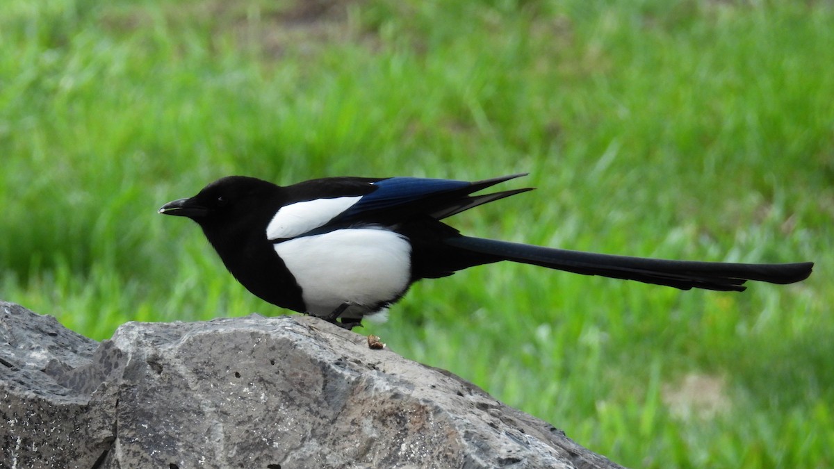 Black-billed Magpie - ML570024061