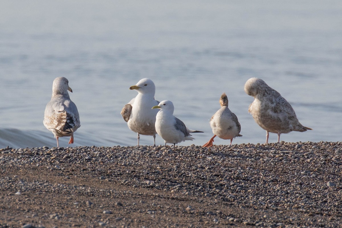 Black-legged Kittiwake - ML570024131