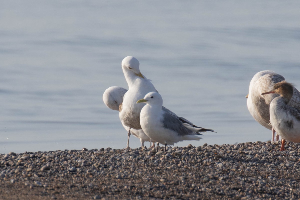 Black-legged Kittiwake - ML570024141