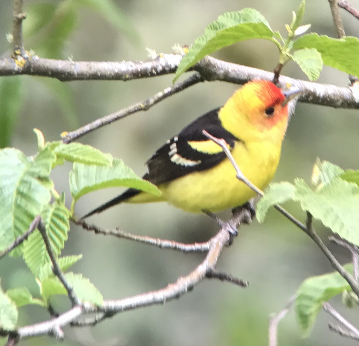 Western Tanager - ML57002511