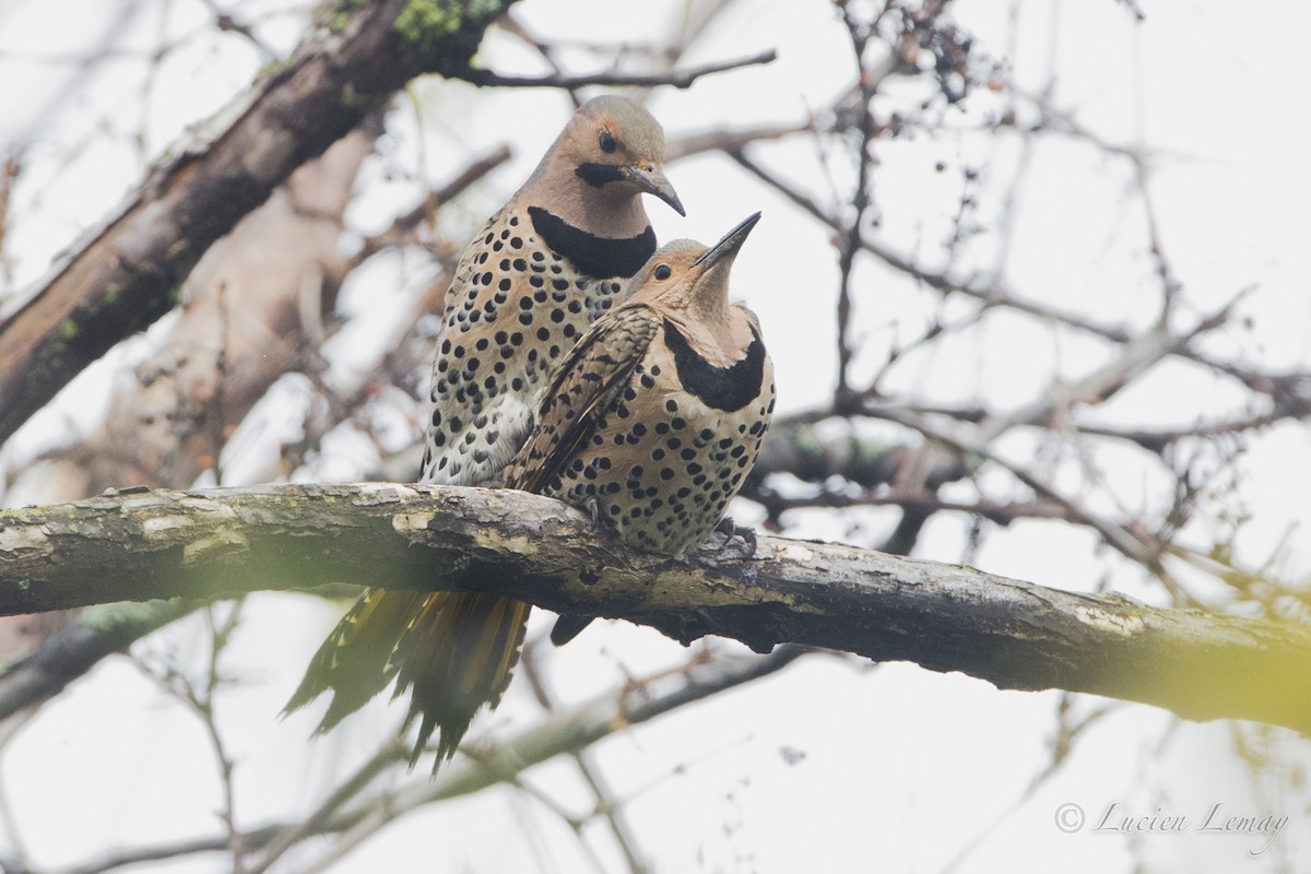 Northern Flicker - Lucien Lemay