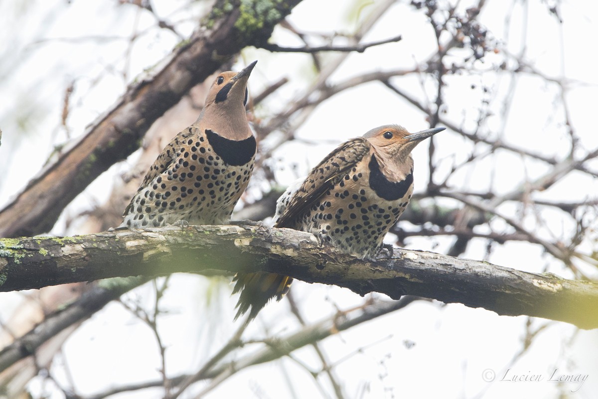 Northern Flicker - ML57002791