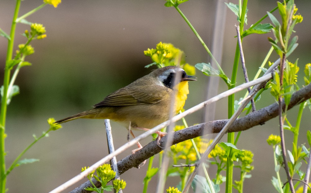Common Yellowthroat - ML570027981