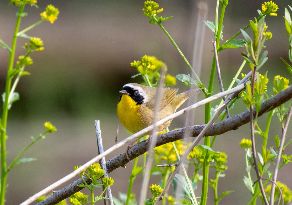 Common Yellowthroat - ML570027991
