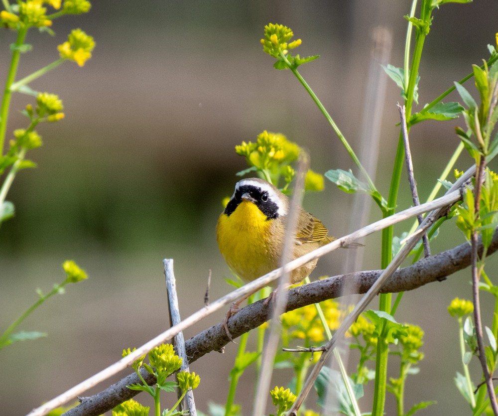 Common Yellowthroat - ML570028001