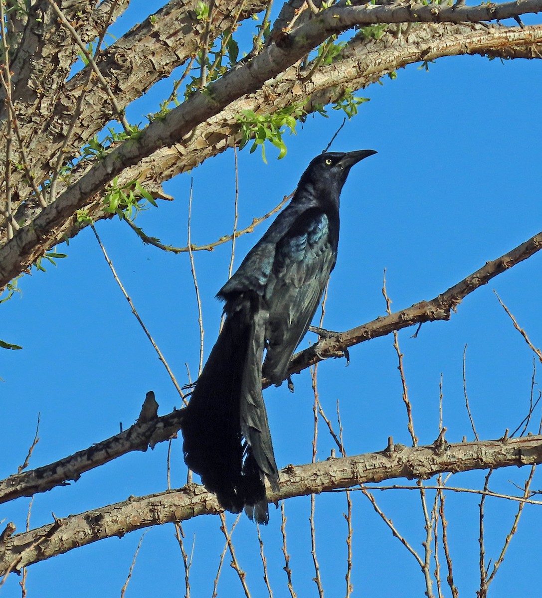 Great-tailed Grackle - ML570029261