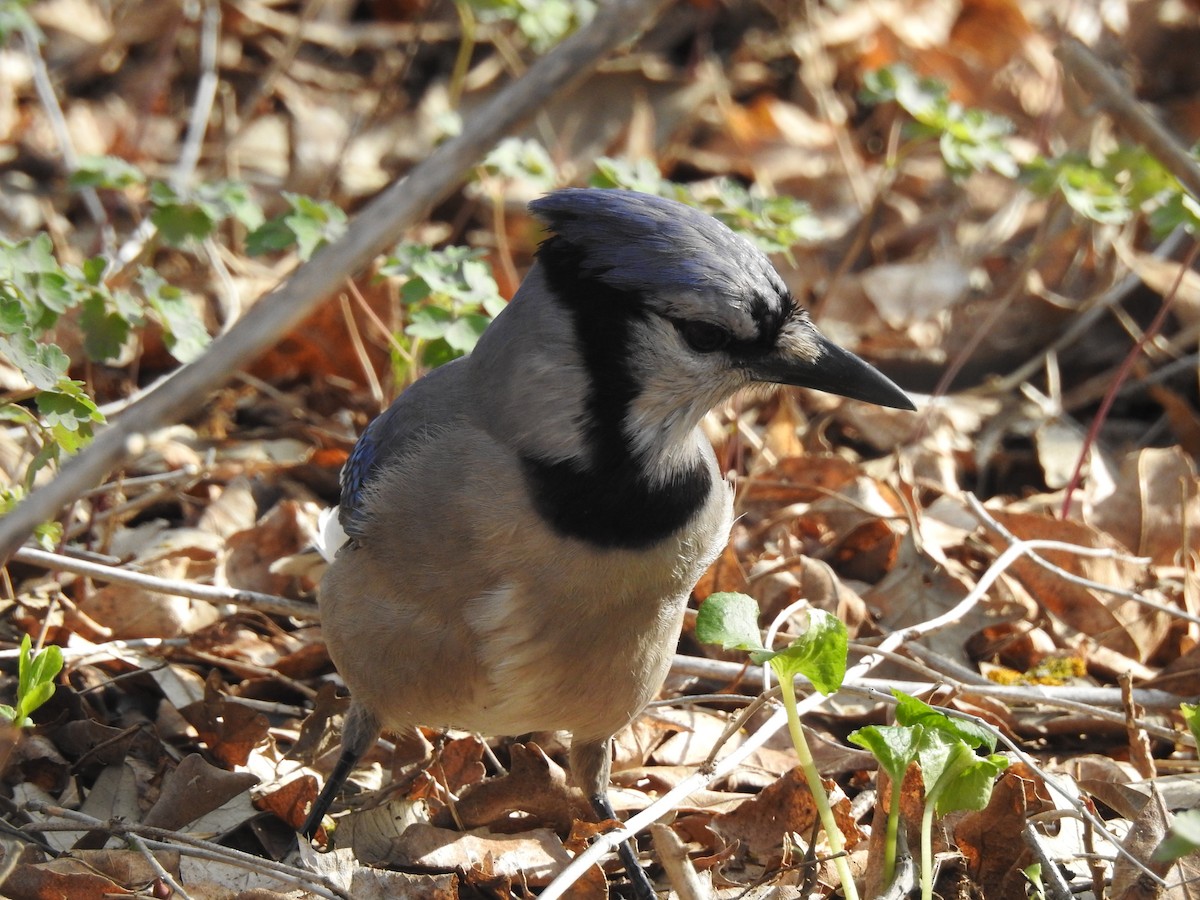 Blauhäher - ML570030081