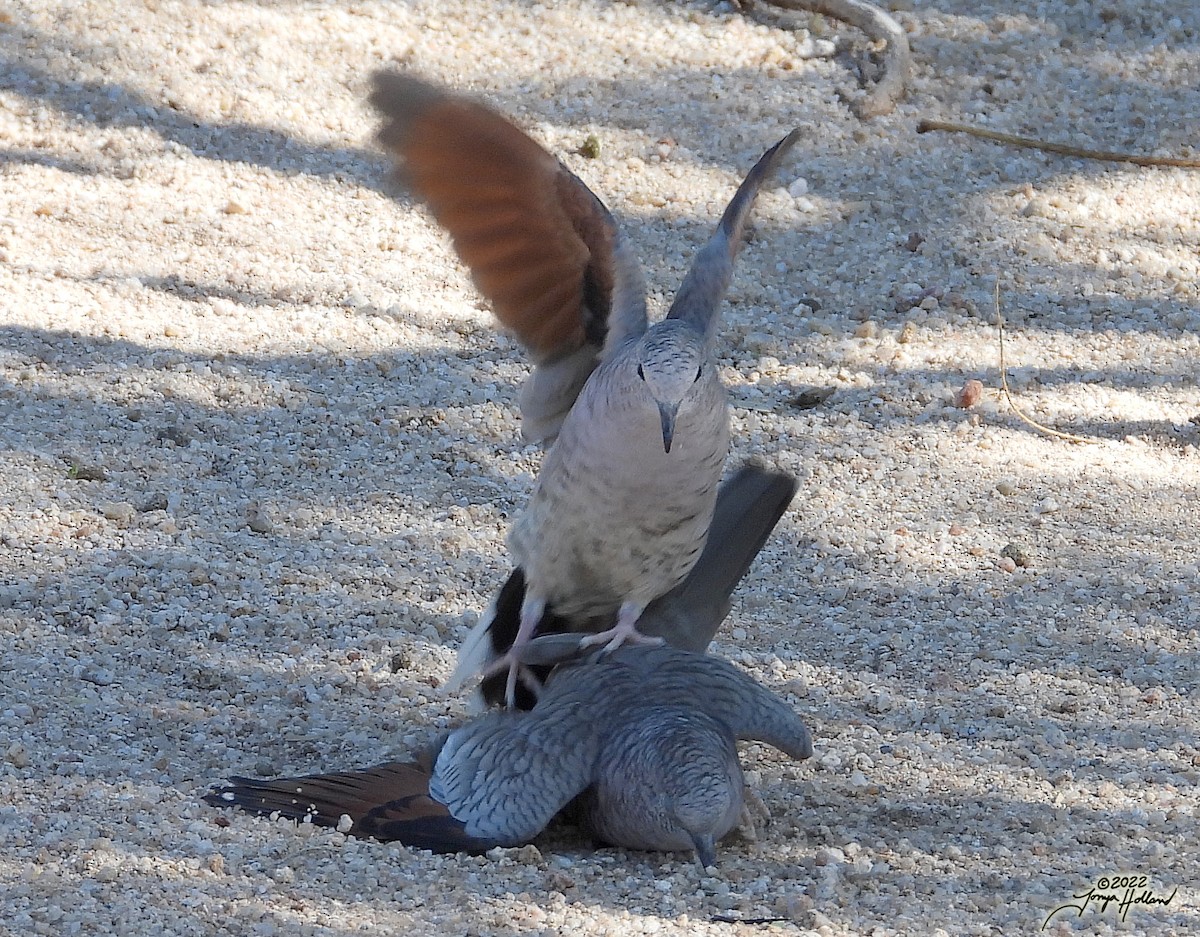 Inca Dove - ML570030461