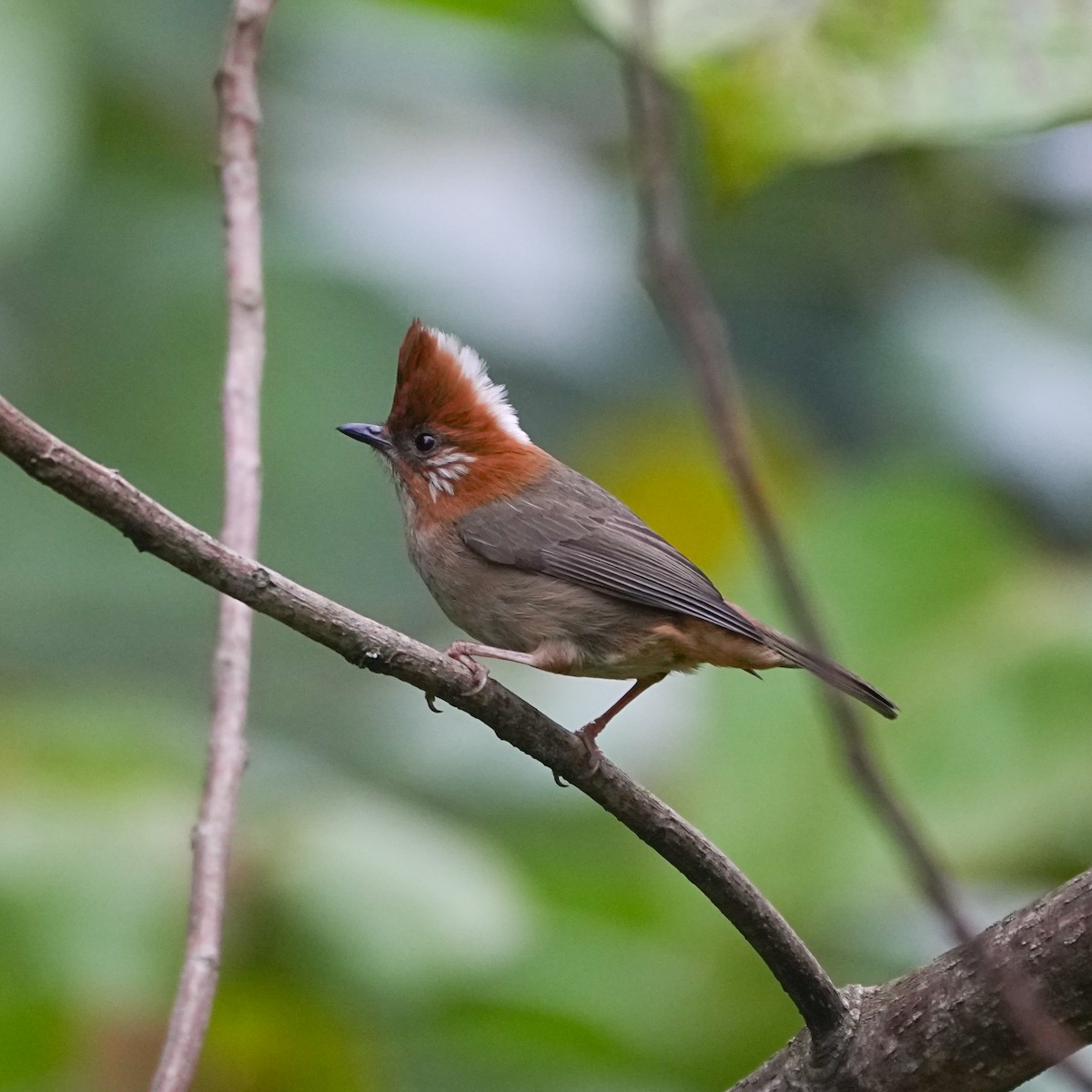 White-naped Yuhina - Tom Cho