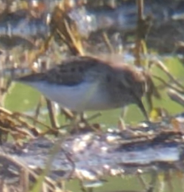 Least Sandpiper - ML570031771